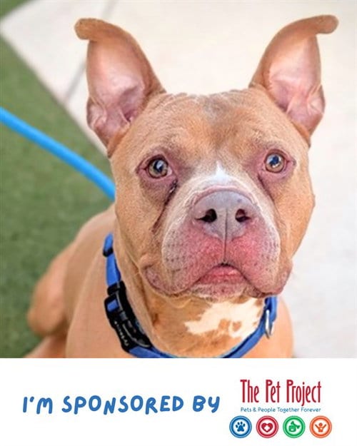 Photo of King, adoptable senior American Staffordshire Terrier in Fort Lauderdale, Florida