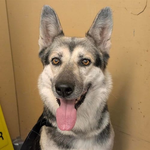 Photo of Mahea, adoptable senior German Shepherd Dog in Alameda, California