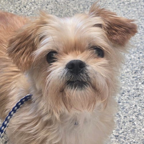 Photo of Biscuit, adoptable senior Shih Tzu in Normal, Illinois