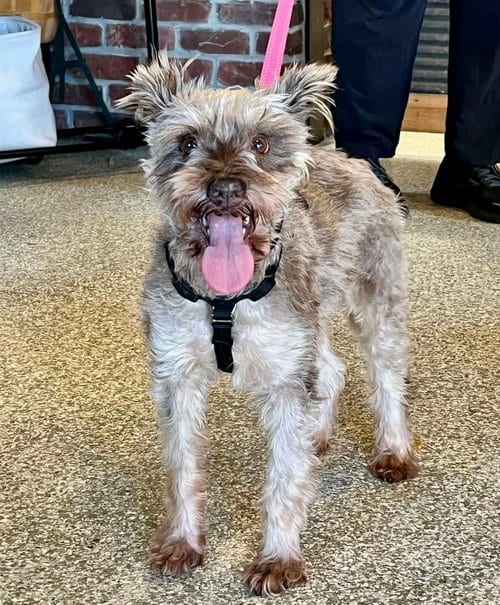 Photo of Tie Dye, adoptable senior Miniature Schnauzer in St. Louis Park, Minnesota