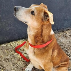 Photo of Mazie KB, adoptable senior Shepherd (Unknown Type) Labrador Retriever in Richfield, Minnesota