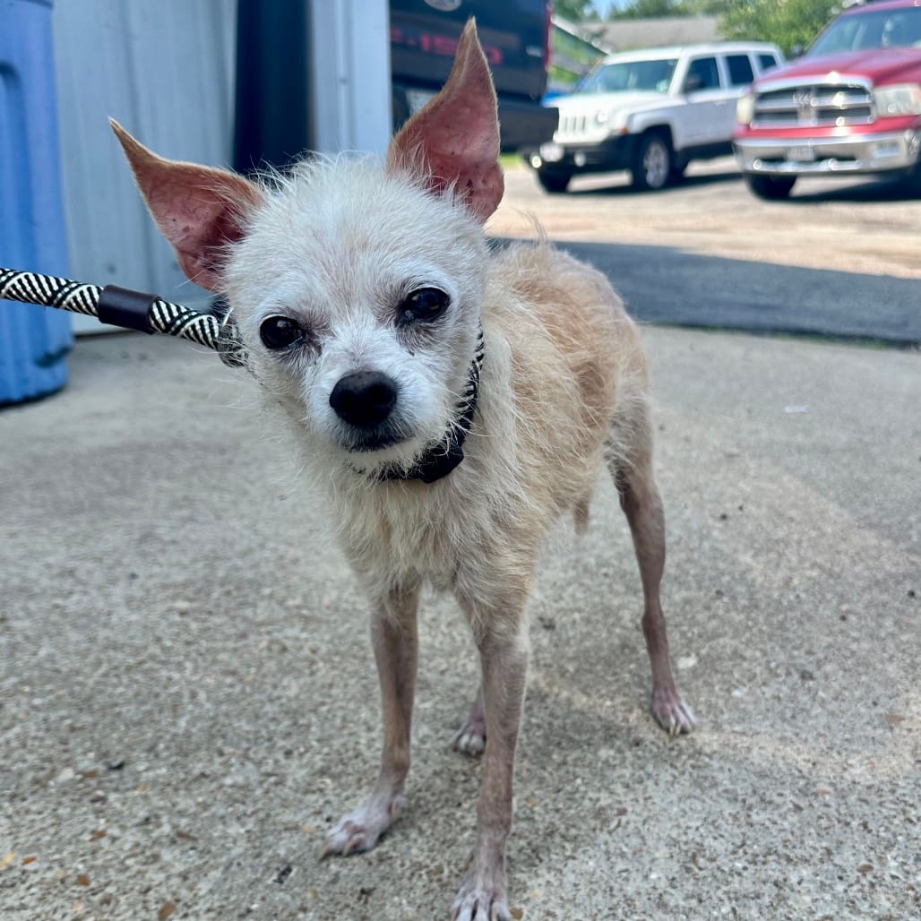Photo of Papa Roach DI, adoptable senior Chihuahua / Mixed Breed (Small) in Union, Missouri