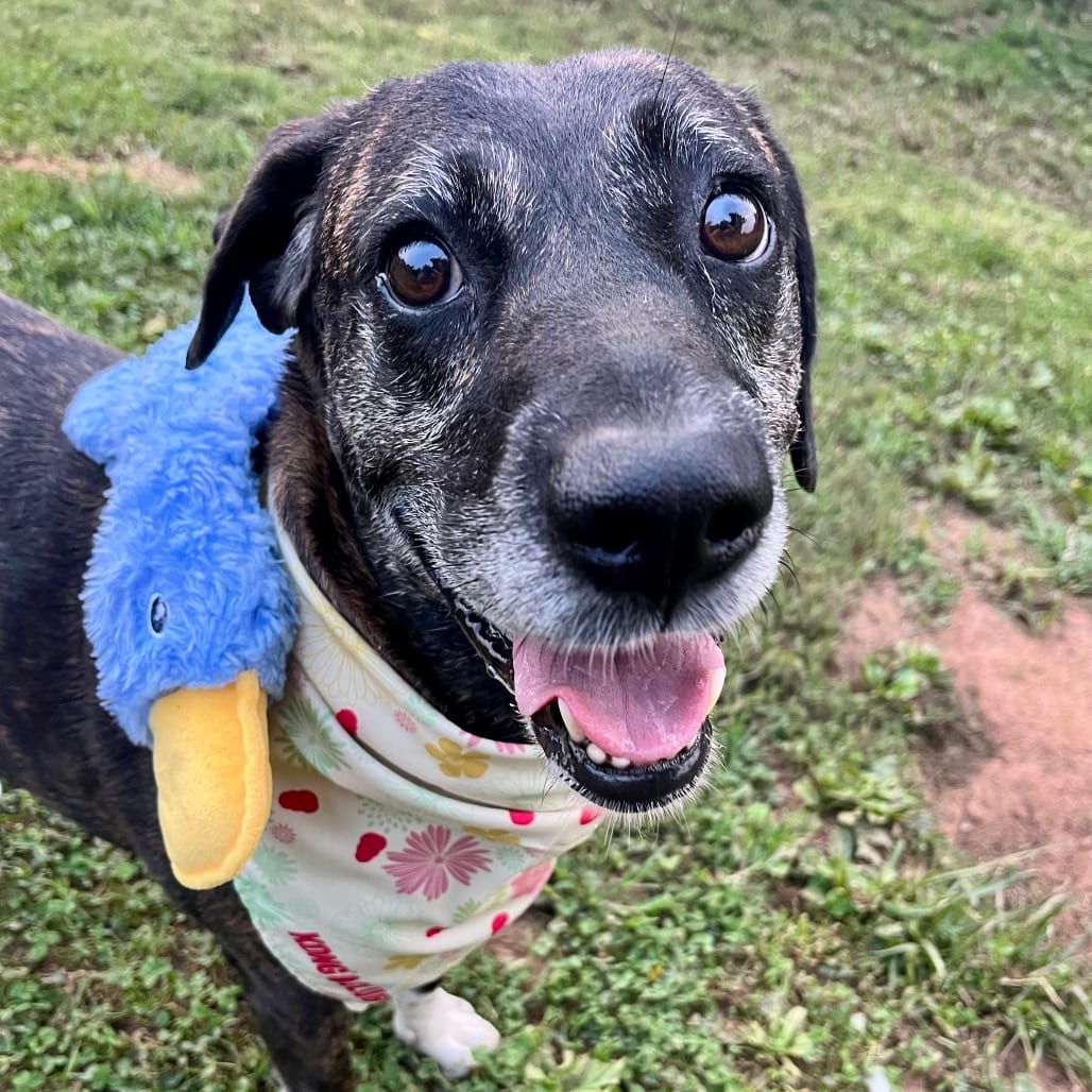 Photo of Missy, adoptable senior Hound, Plott / Mixed Breed (Large) in Northern Virginia, Virginia