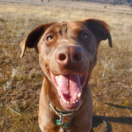 Photo of Clancy, adoptable senior Chocolate Labrador Retriever in Yreka, California