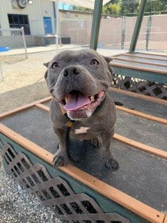 Photo of Kratos, adoptable senior American Staffordshire Terrier in Palmetto, Florida