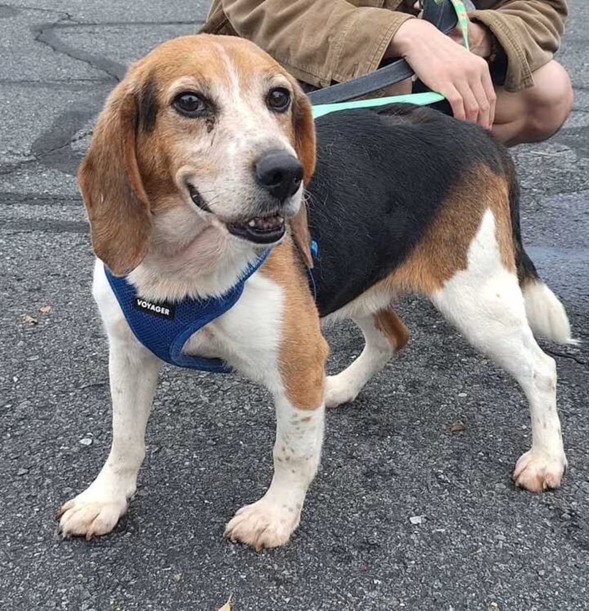 Photo of Arkansas, adoptable senior Beagle in Silver Spring, Maryland