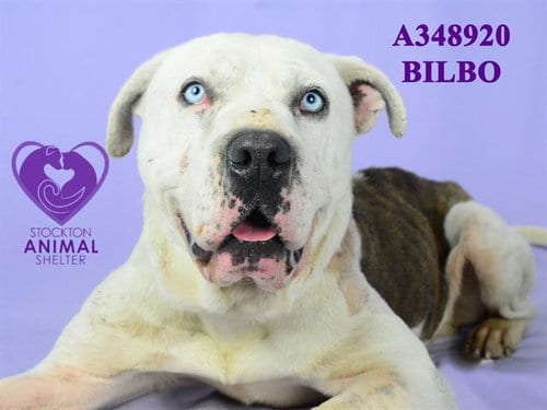 Photo of Bilbo, adoptable senior Pit Bull Terrier in Stockton, California