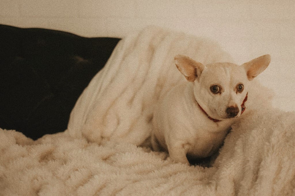 Photo of Sammich, adoptable senior Chihuahua in Henderson / Las Vegas, Nevada