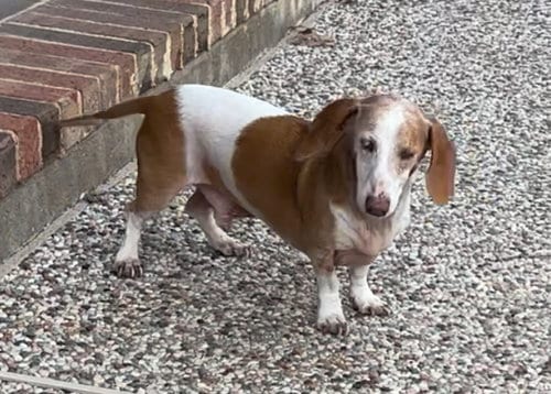 Photo of Baxter, adoptable senior Dachshund in Humble, Texas