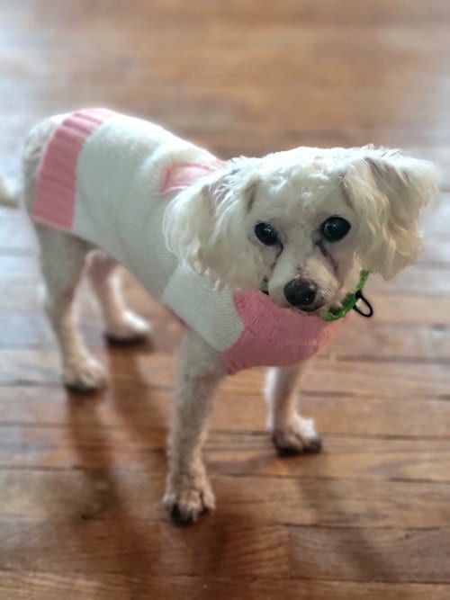 Photo of Trixie, adoptable senior Poodle (Toy) in Cuyahoga Falls, Ohio