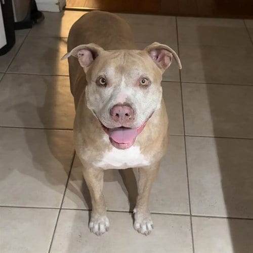 Photo of Millie, adoptable senior Pit Bull Terrier in Camarillo, California