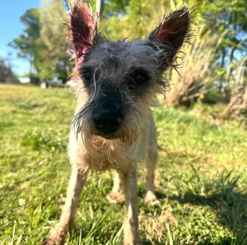 Photo of Zoe (GA), adoptable senior Unknown breed / mixed in New York, New York