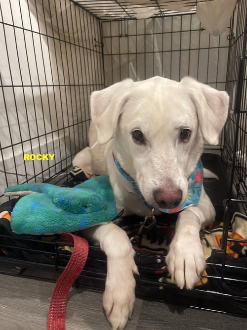 Photo of Rocky, adoptable senior Labrador Retriever in Woodland Hills, California