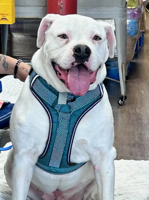 Photo of Ross, adoptable senior American Bulldog in Gun Barrel City, Texas