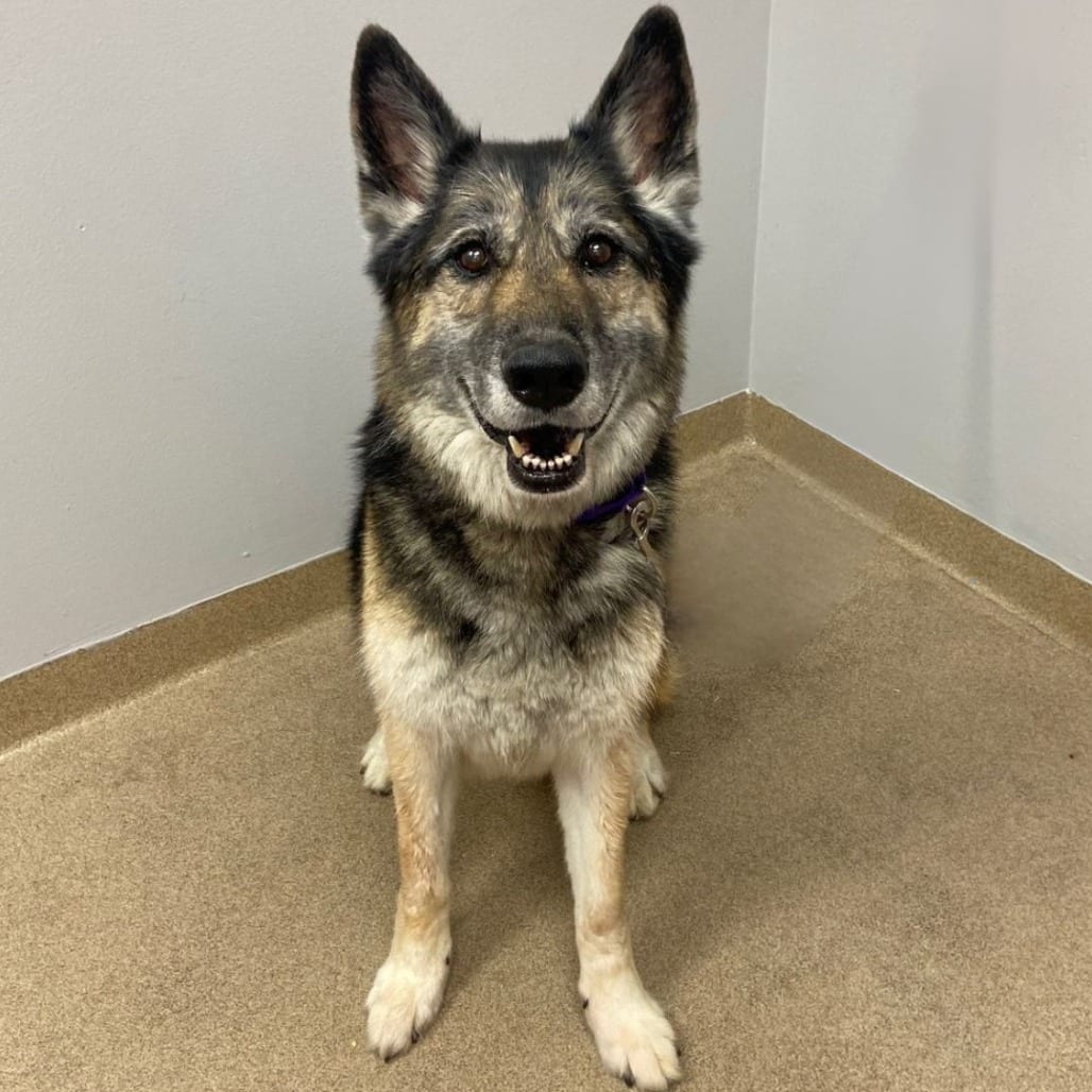 Photo of Max, adoptable senior Shepherd, German in Nederland, Colorado