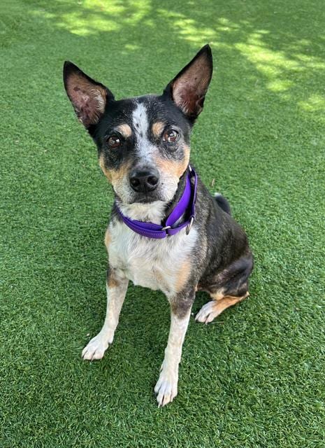 Photo of Lilo, adoptable senior Australian Cattle Dog/Blue Heeler in Naples, Florida