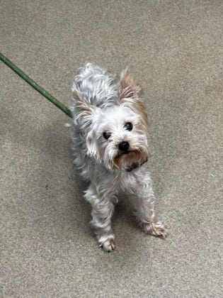 Photo of Edoluck, adoptable senior dog in Chamblee, Georgia