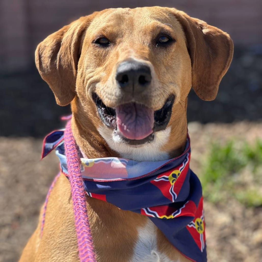Photo of Ru Paul, adoptable senior Mixed Breed (Large) / None in St. Louis, Missouri