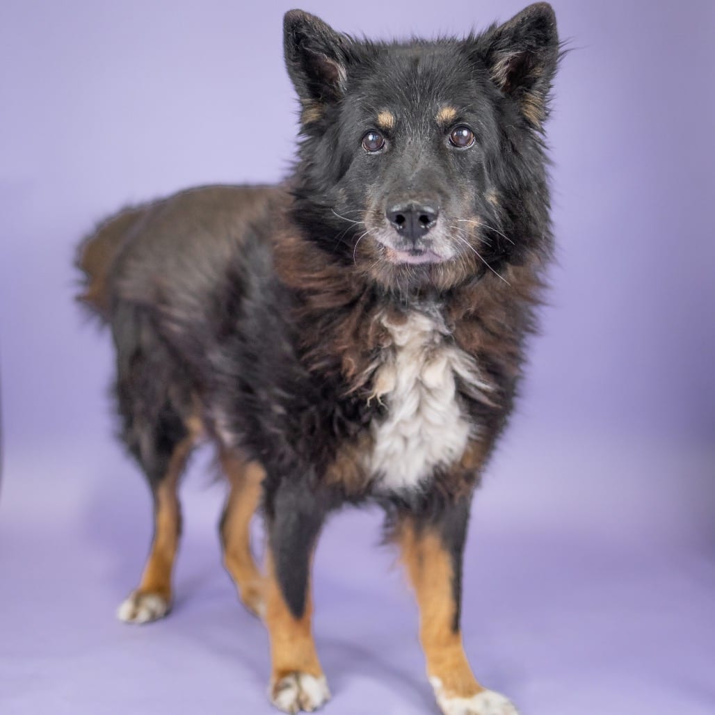 Photo of Harley, adoptable senior Mixed Breed (Large) in Portland, Oregon