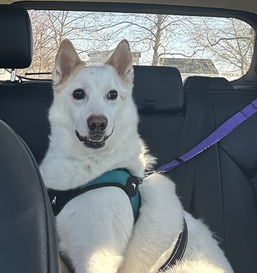 Photo of Casper, adoptable senior Australian Cattle Dog/Blue Heeler in Pikesville, Maryland