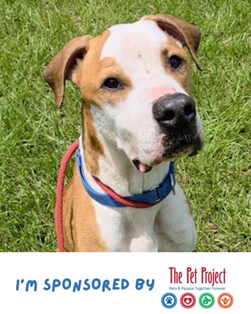 Photo of Oliver, adoptable senior American Pit Bull Terrier in Fort Lauderdale, Florida