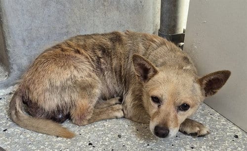Photo of AL, adoptable senior Chihuahua in Lodi, California