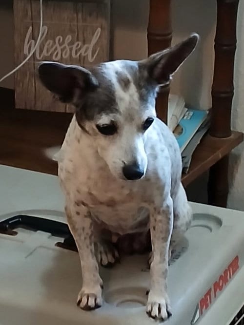 Photo of Dottie, adoptable senior Chihuahua in Eastman, Georgia