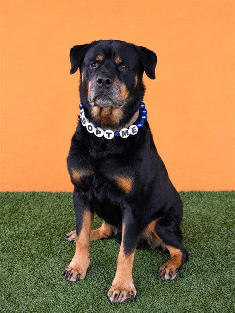 Photo of Bear, adoptable senior Rottweiler in Miami, Florida