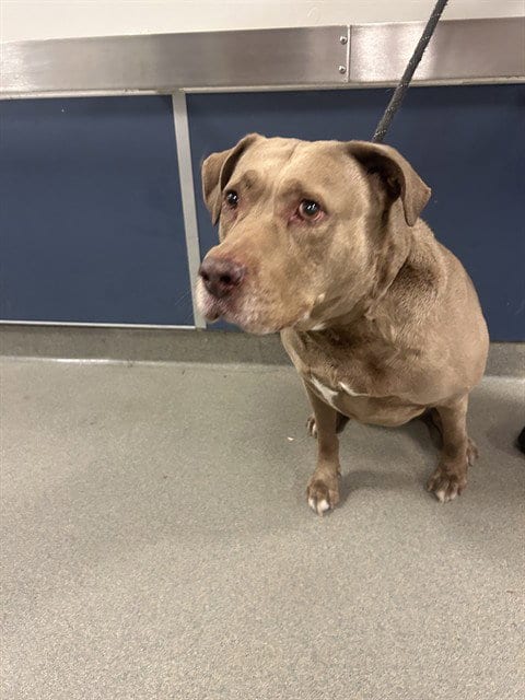 Photo of Sienna, adoptable senior American Bulldog in Miami, Florida