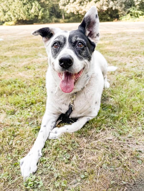 Photo of Wilson, adoptable senior Collie in Bellevue, Washington