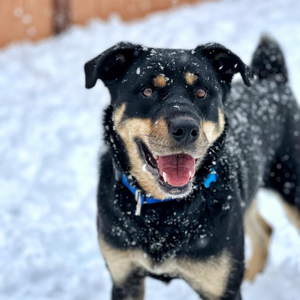 Photo of Roxy, adoptable senior Rottweiler / Mix in Kanab, Utah