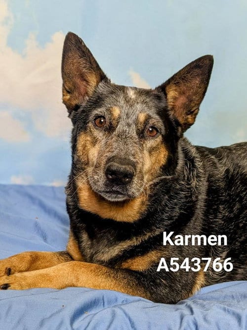 Photo of Tiki, adoptable senior Australian Cattle Dog/Blue Heeler in Bradenton, Florida