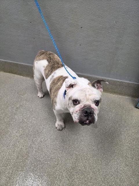 Photo of Biff, adoptable senior Bulldog in Las Vegas, Nevada