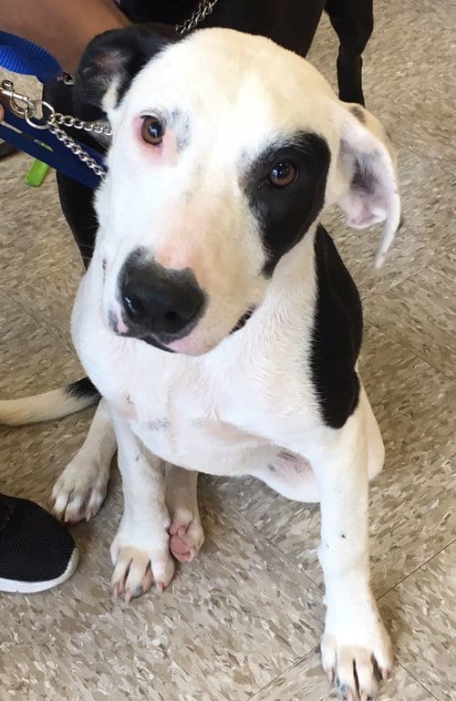 Steph, adoptable senior Australian Cattle Dog/Blue Heeler in Gun Barrel City, TX