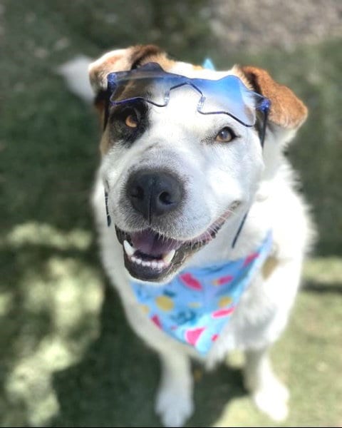 Leche, adoptable senior Boxer in Ventura, CA