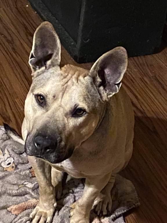 Photo of Ronan, adoptable senior American Pit Bull Terrier in Kempner, Texas