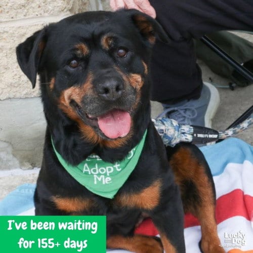 Photo of Harper, adoptable senior Rottweiler in Washington, District of Columbia