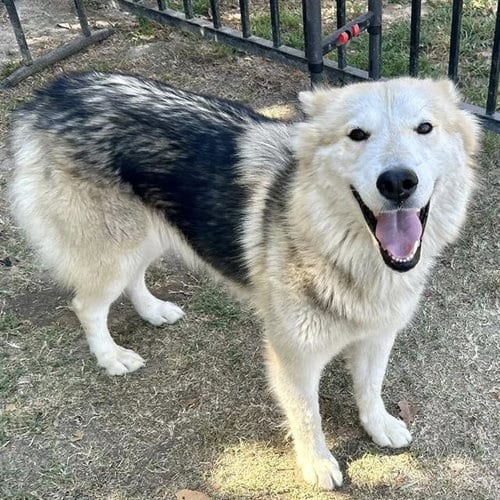 Photo of Molly, adoptable senior Siberian Husky in Riverside, California
