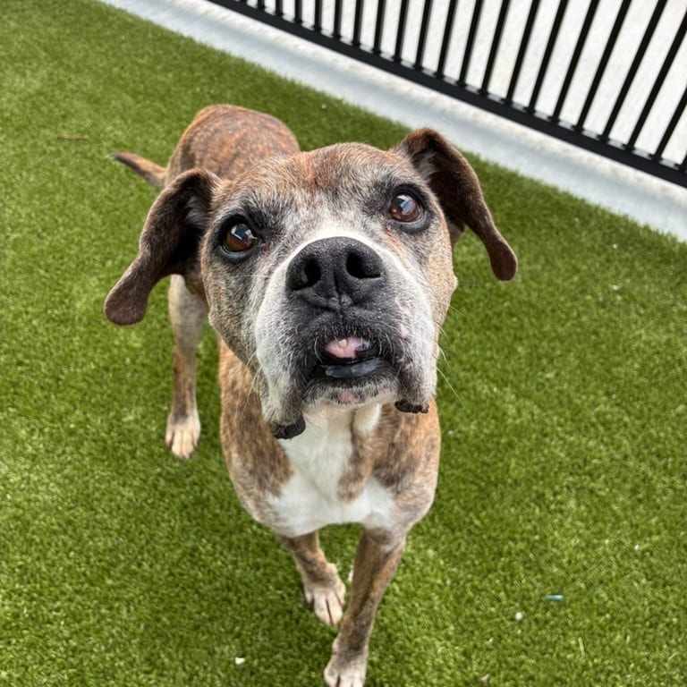 Photo of Melvin, adoptable senior Boxer in Spartanburg, South Carolina