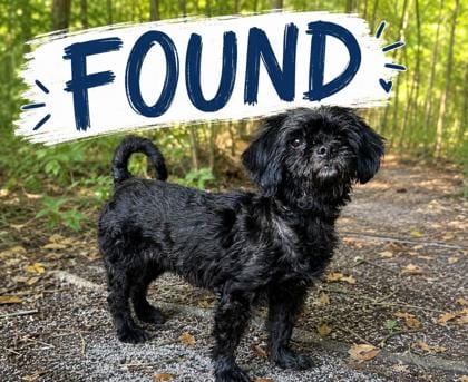 Photo of Olivia, adoptable senior Shih Tzu/Mix in Raeford, North Carolina
