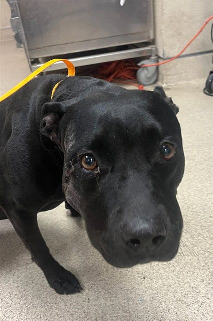 Photo of Roxy, adoptable senior Pit Bull Terrier in Riverside, California
