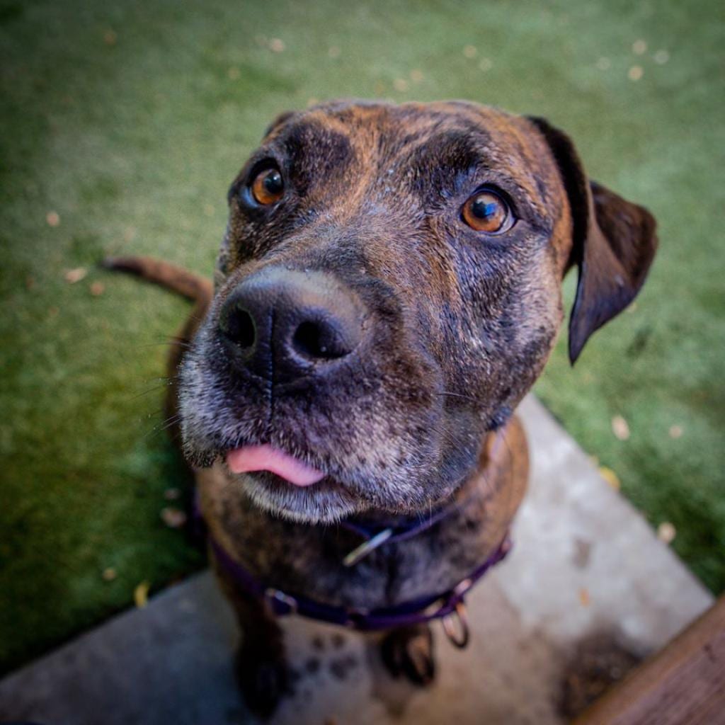 Photo of Suki, adoptable senior Terrier, American Staffordshire / Mix in Kanab, Utah