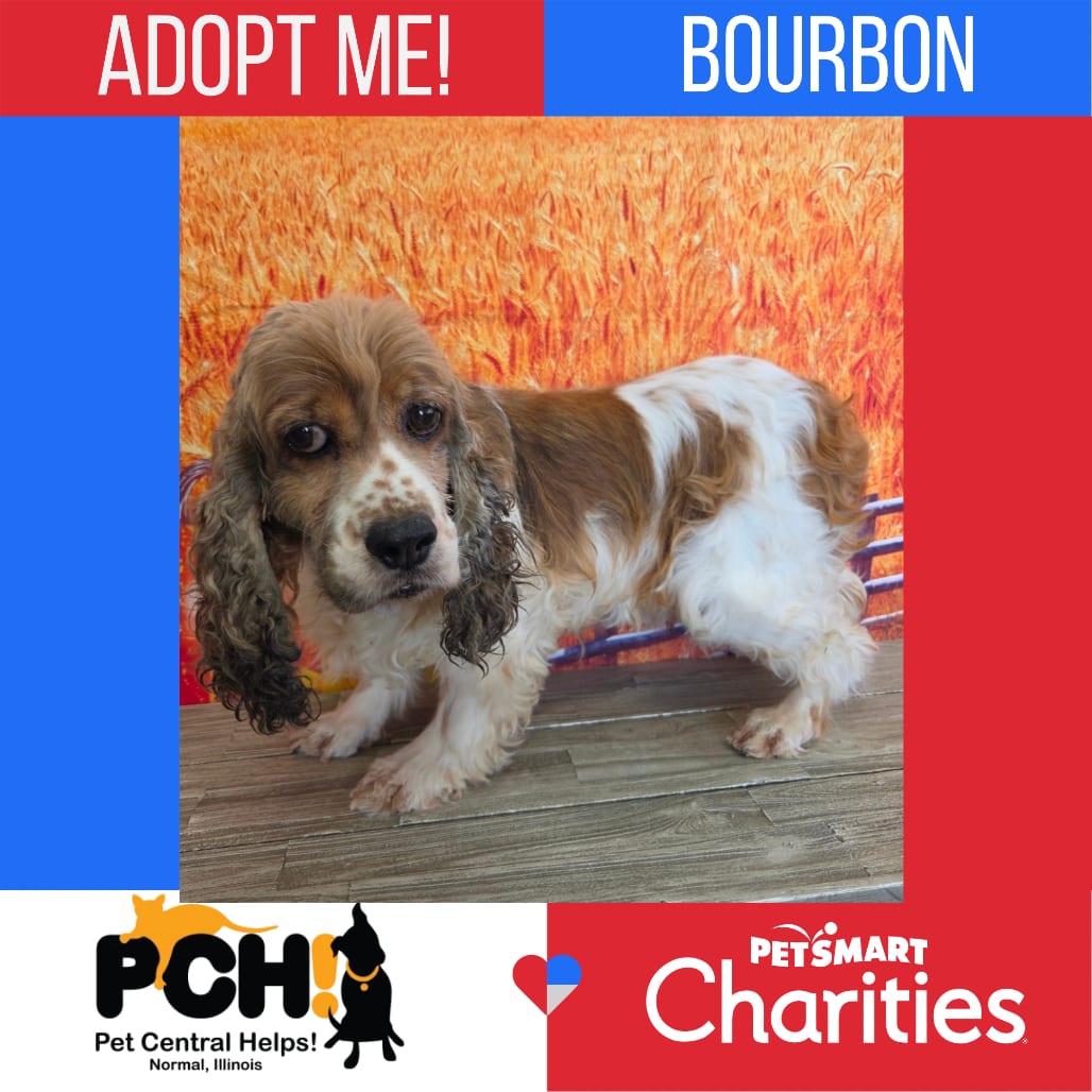 Photo of Bourbon, adoptable senior Spaniel, Cocker in Normal, Illinois