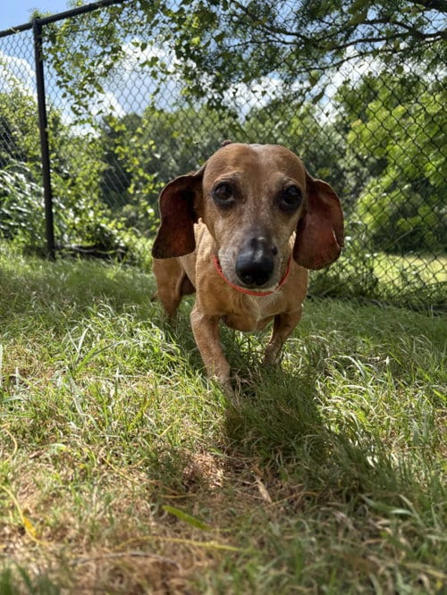 Photo of Mr. T, adoptable senior Dachshund in Humble, Texas