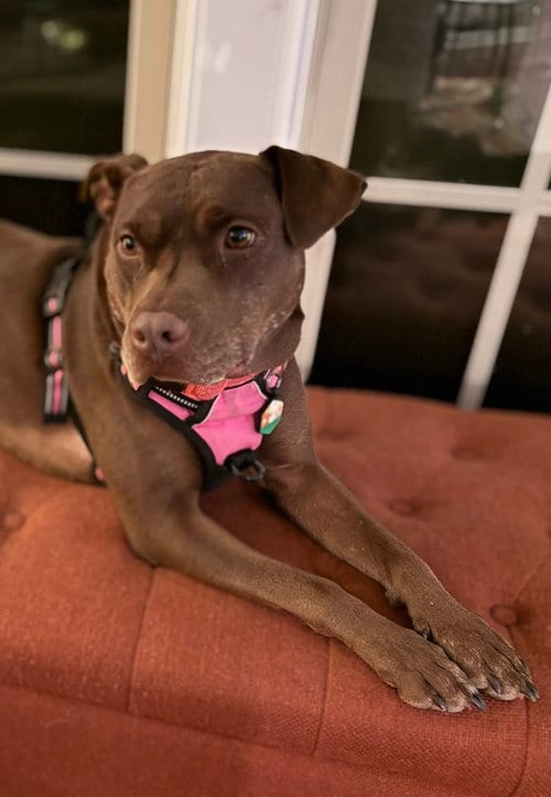 Nallah, adoptable senior Labrador Retriever in Holly Springs, NC