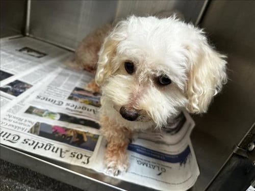 Photo of Lola, adoptable senior Poodle (Miniature) in Los Angeles, California