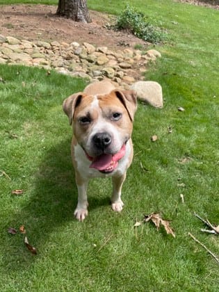 Photo of Keyshawn, adoptable senior dog in Chamblee, Georgia