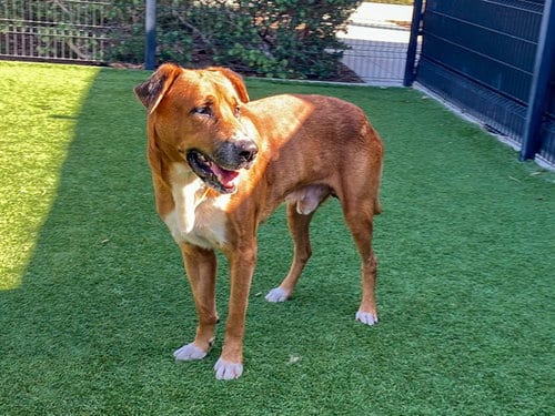 Photo of M. Murdock, adoptable senior Labrador Retriever in Orange, California
