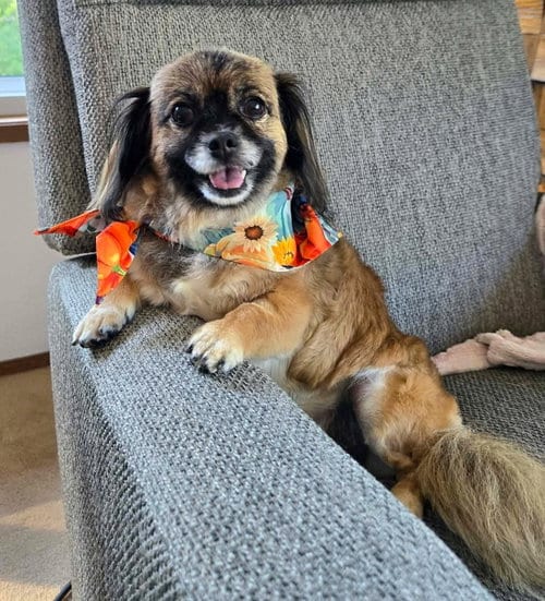 Photo of Schell, A Pekingese, adoptable senior Pekingese in Arlington, Washington
