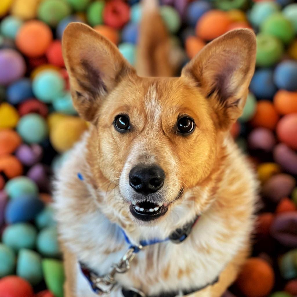 Photo of Percy, adoptable senior Cattle Dog / Corgi, Pembroke Welsh in Kanab, Utah